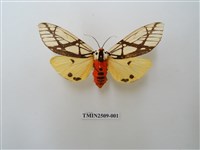 藏品(乳白斑燈蛾)的圖片